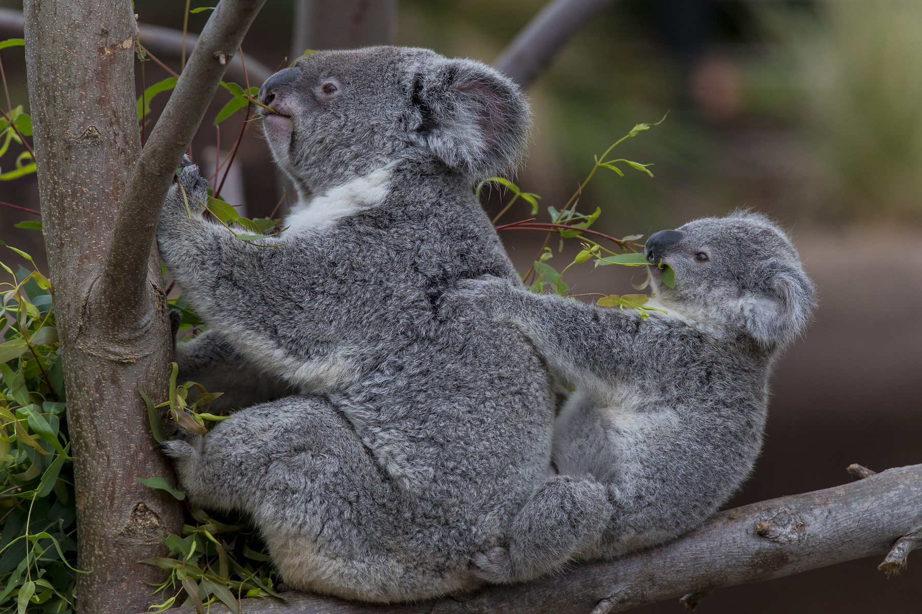 Koala Hd Wallpapers