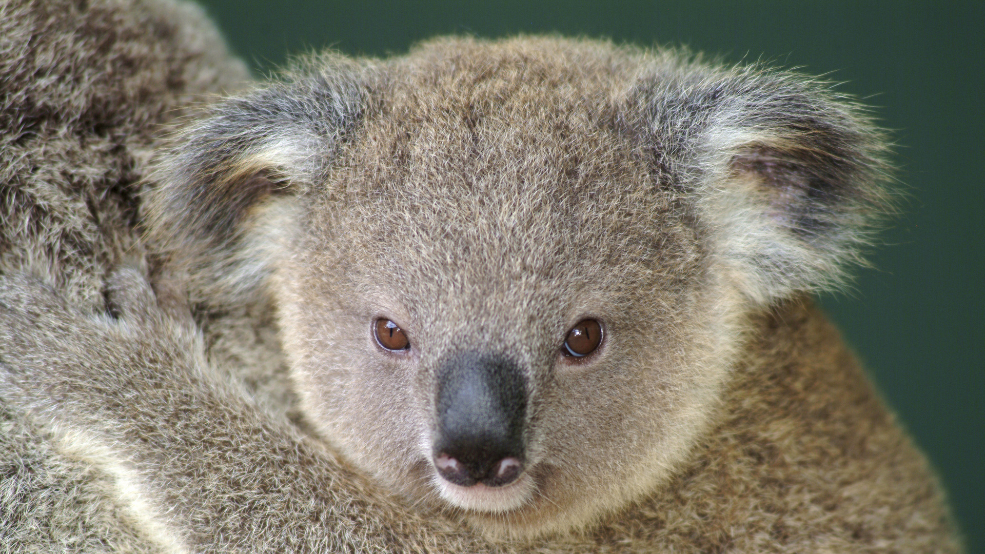 Koala Hd Wallpapers