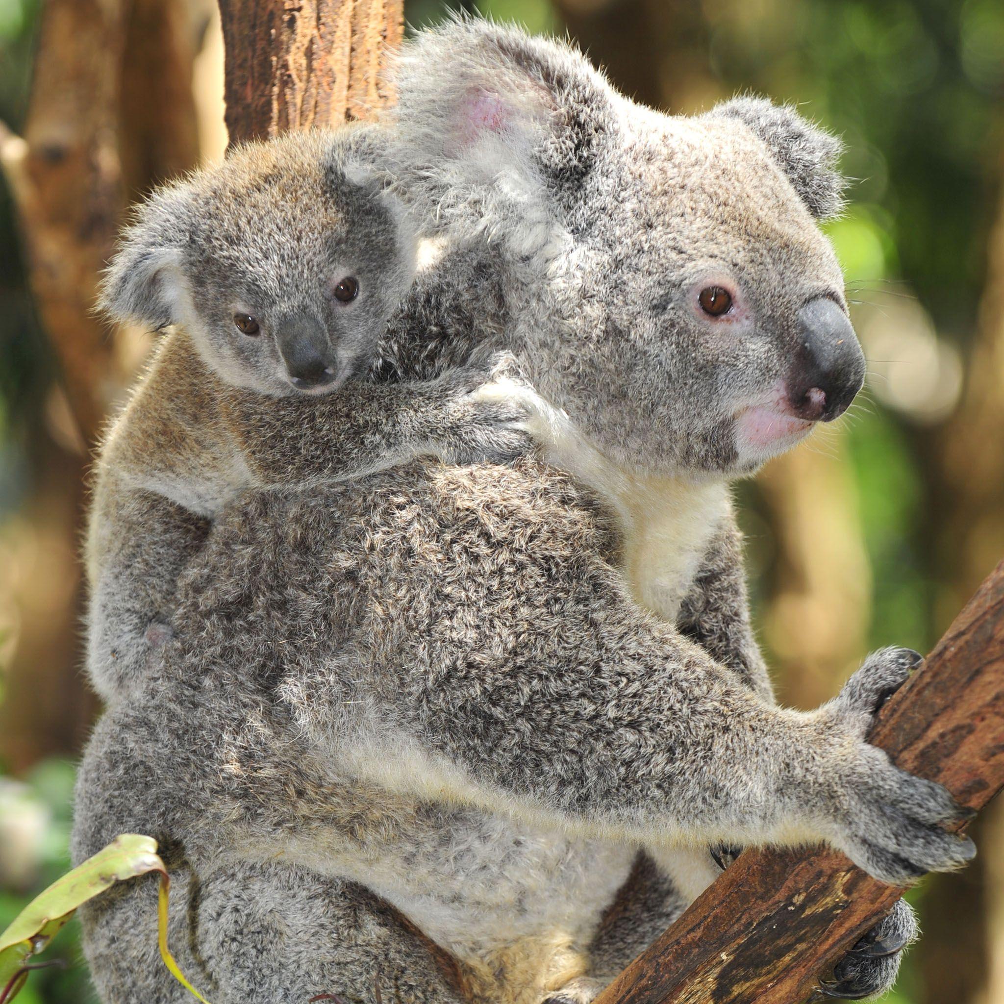 Koala Hd Wallpapers