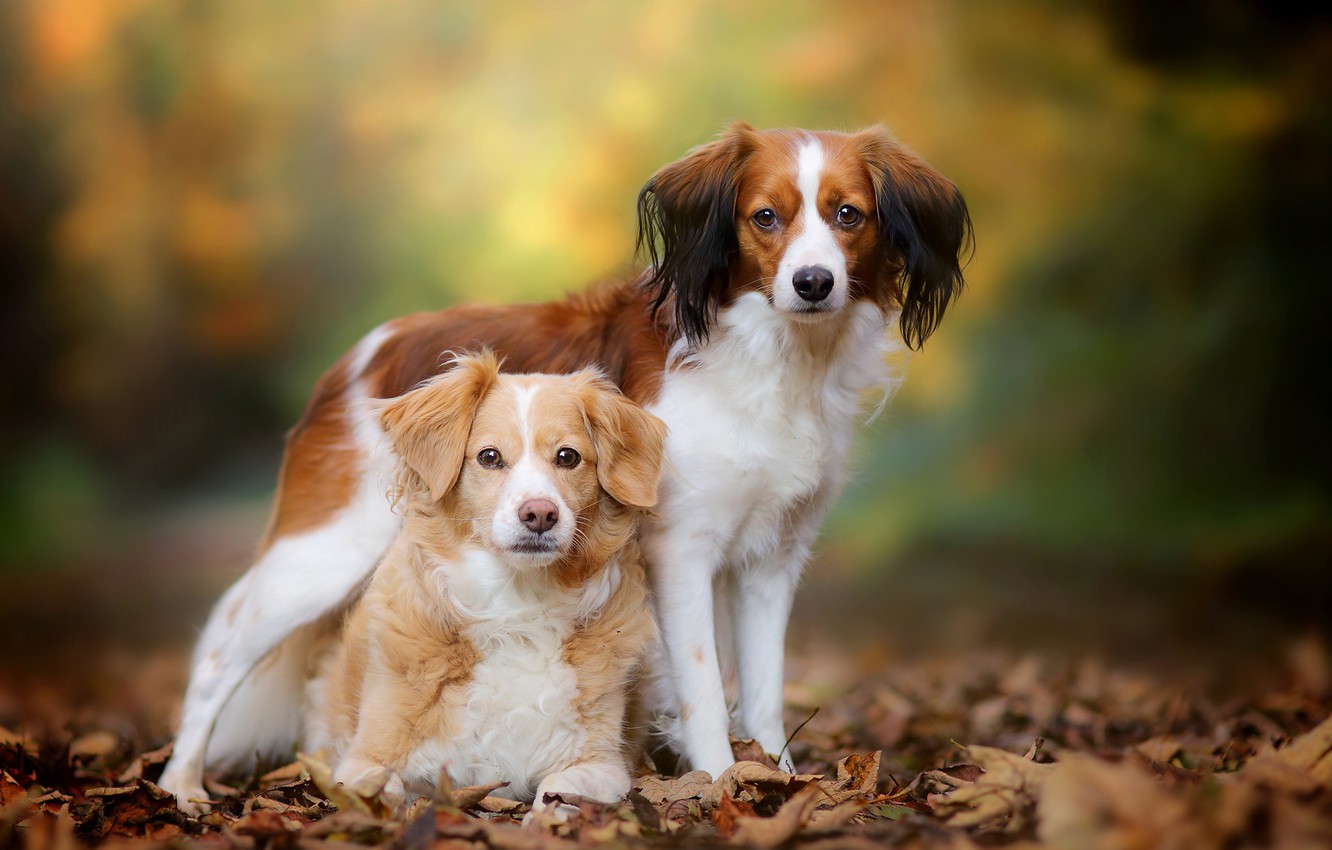 Kooikerhondje Wallpapers