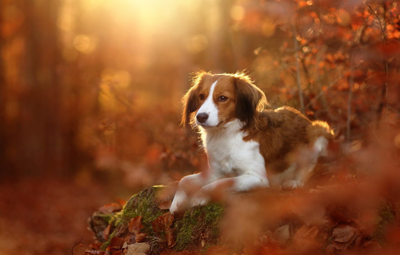 Kooikerhondje Wallpapers