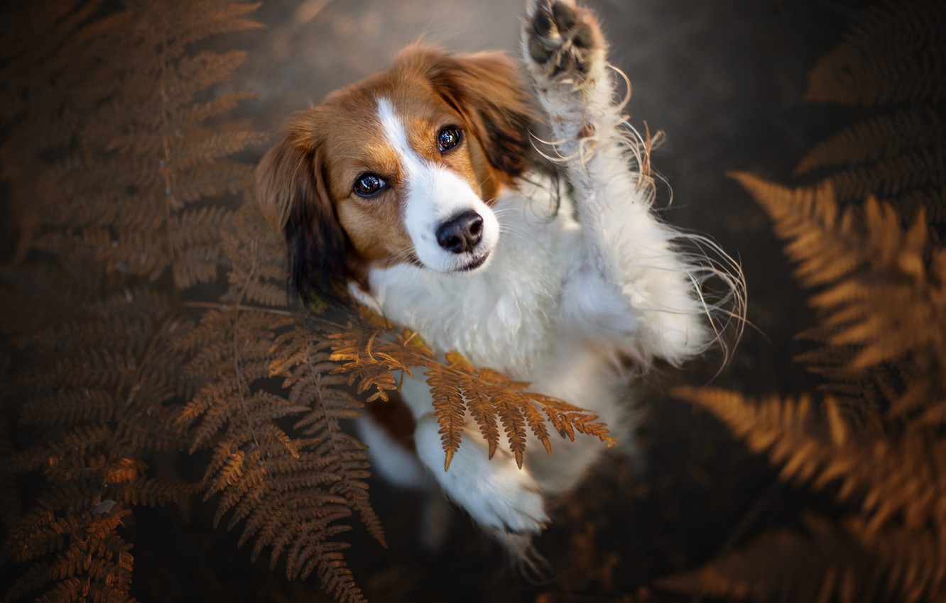 Kooikerhondje Wallpapers