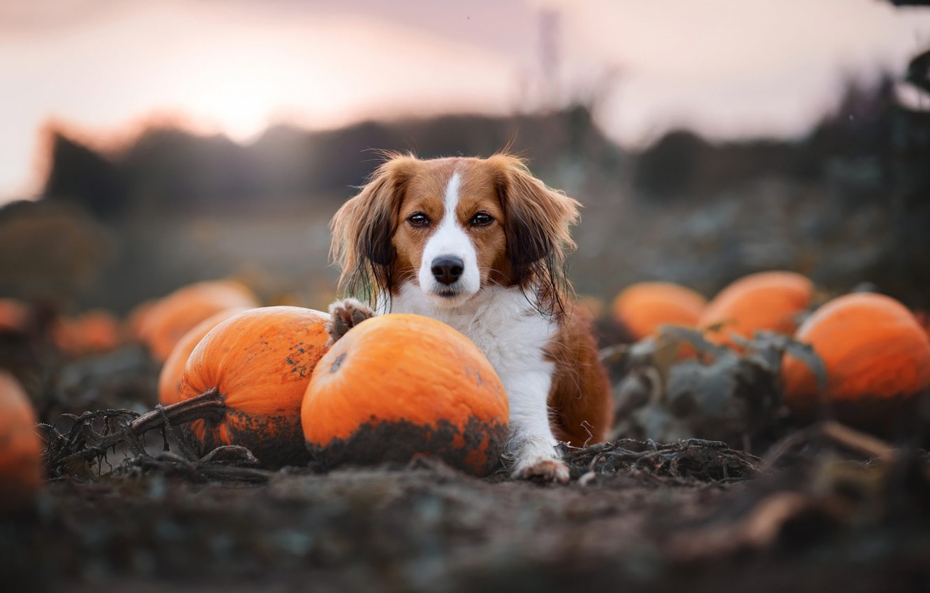 Kooikerhondje Wallpapers