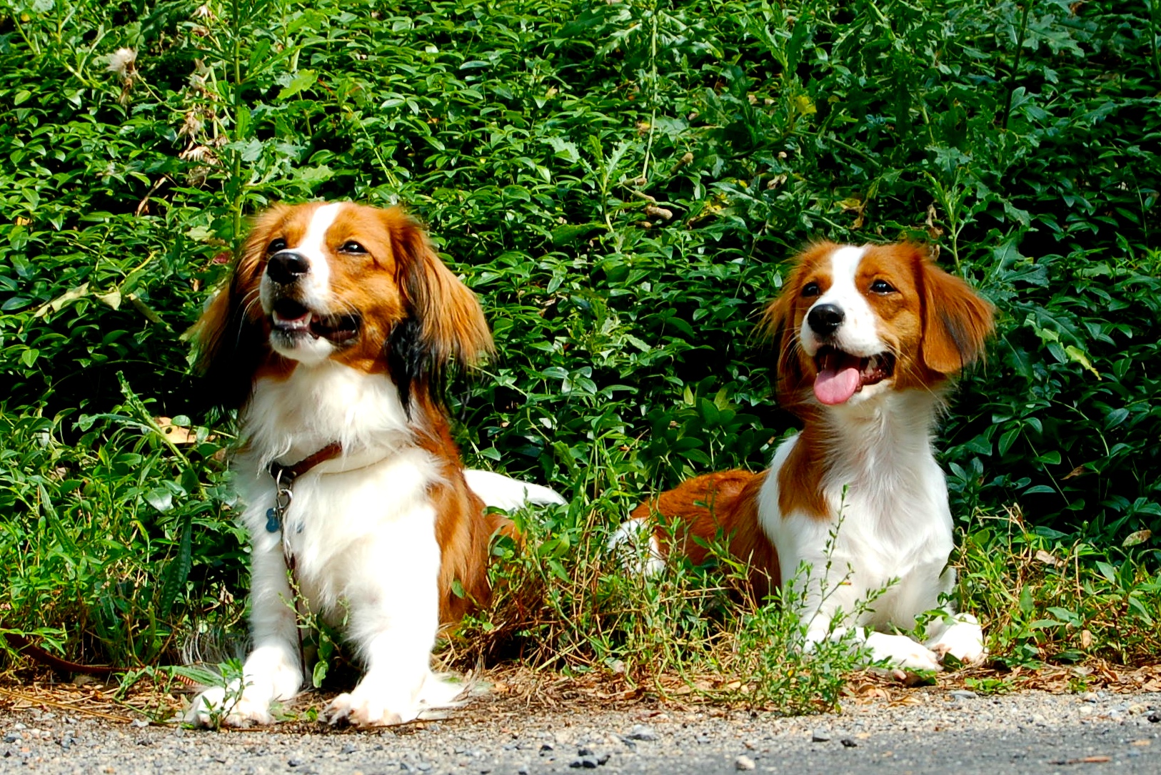 Kooikerhondje Wallpapers