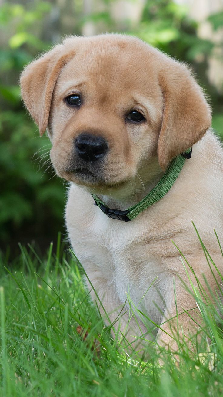 Labrador Retriever Wallpapers