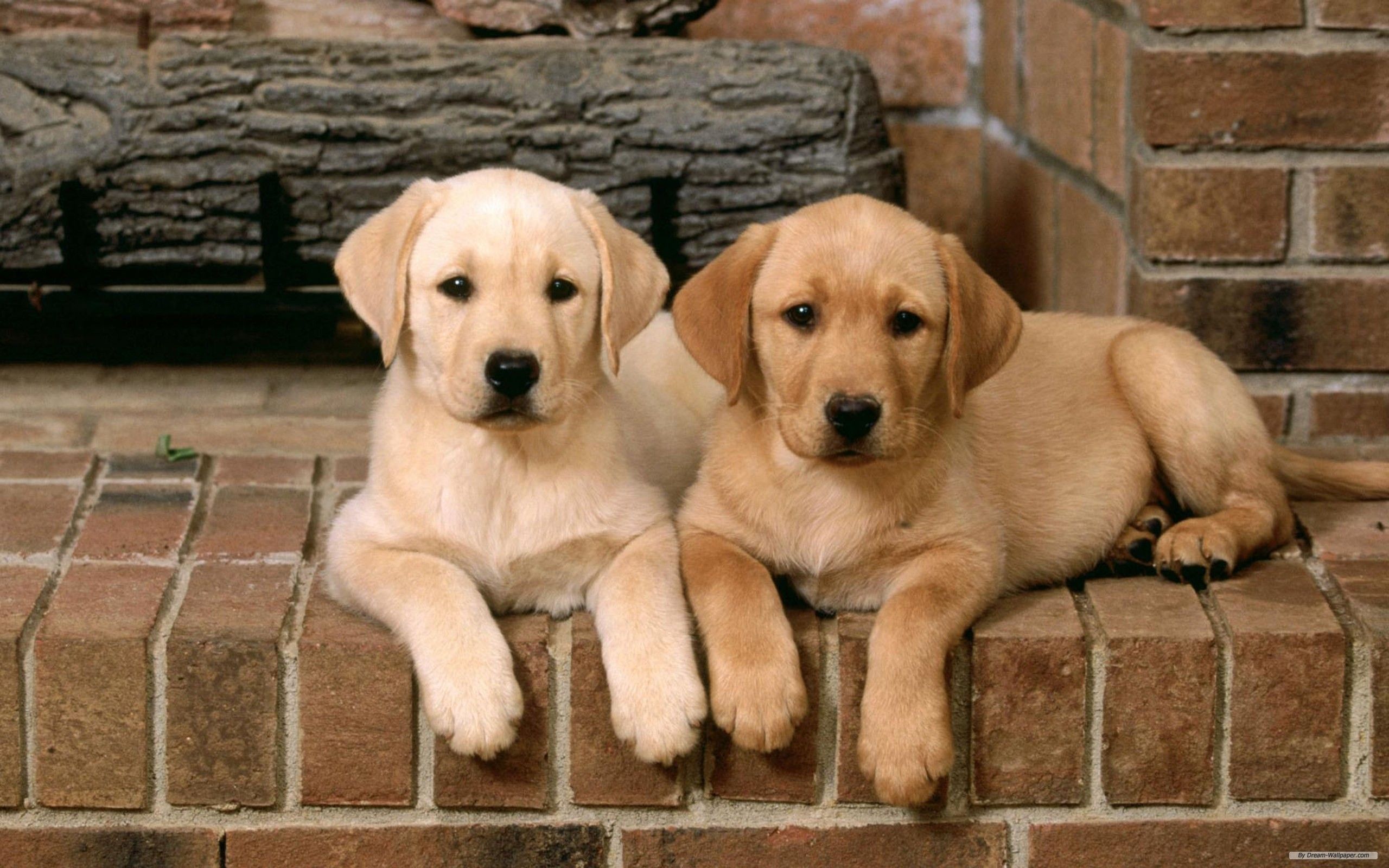 Labrador Retriever Wallpapers