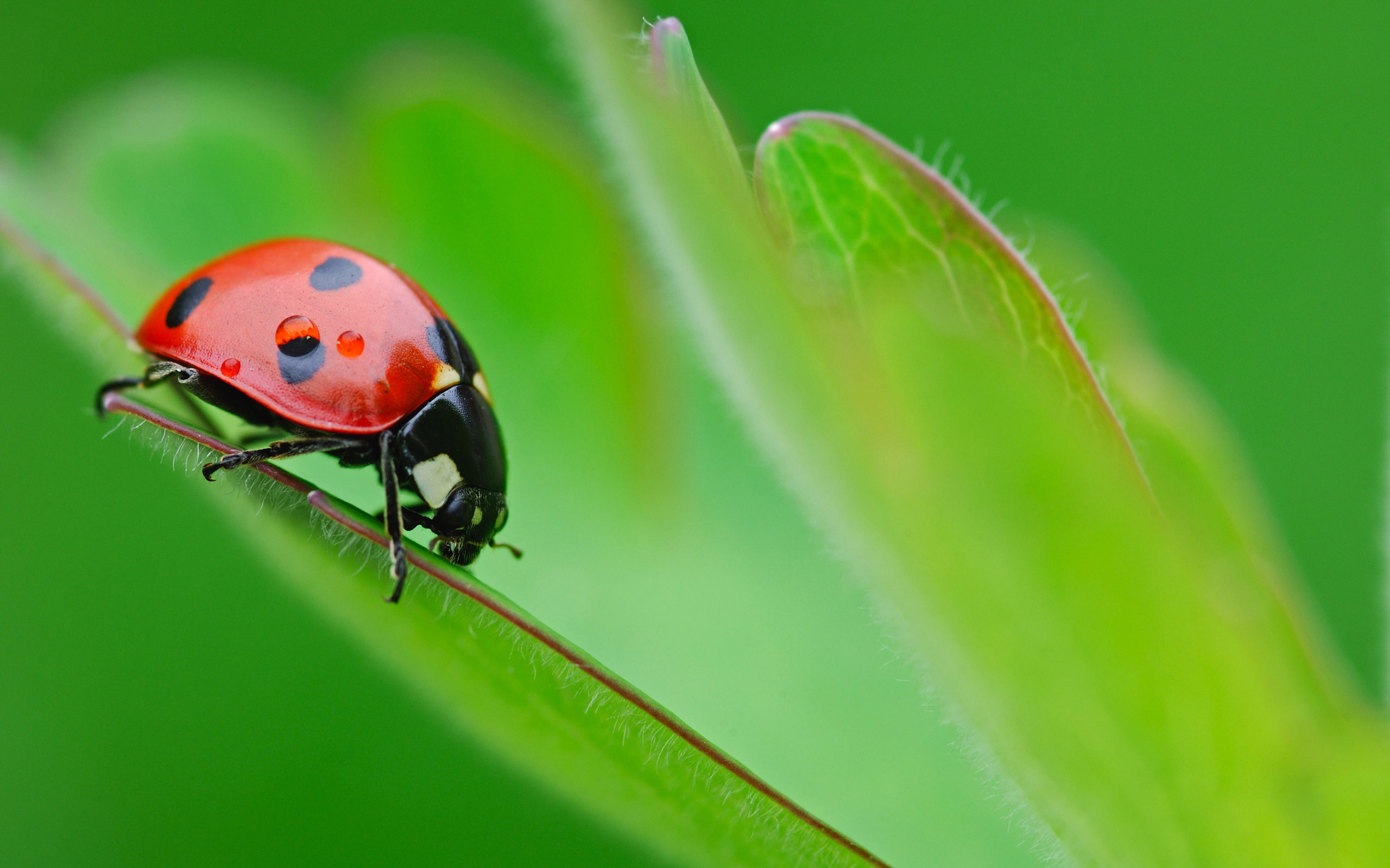 Ladybird Beetle Wallpapers