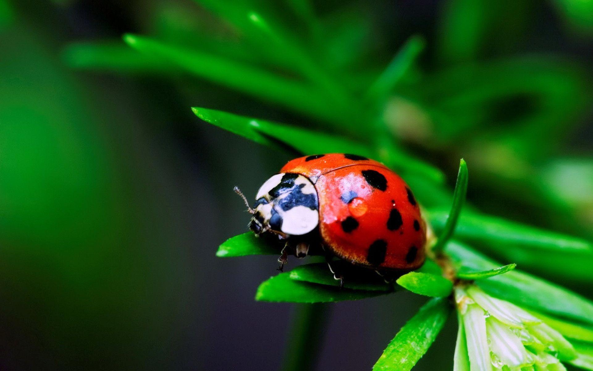 Ladybird Beetle Wallpapers