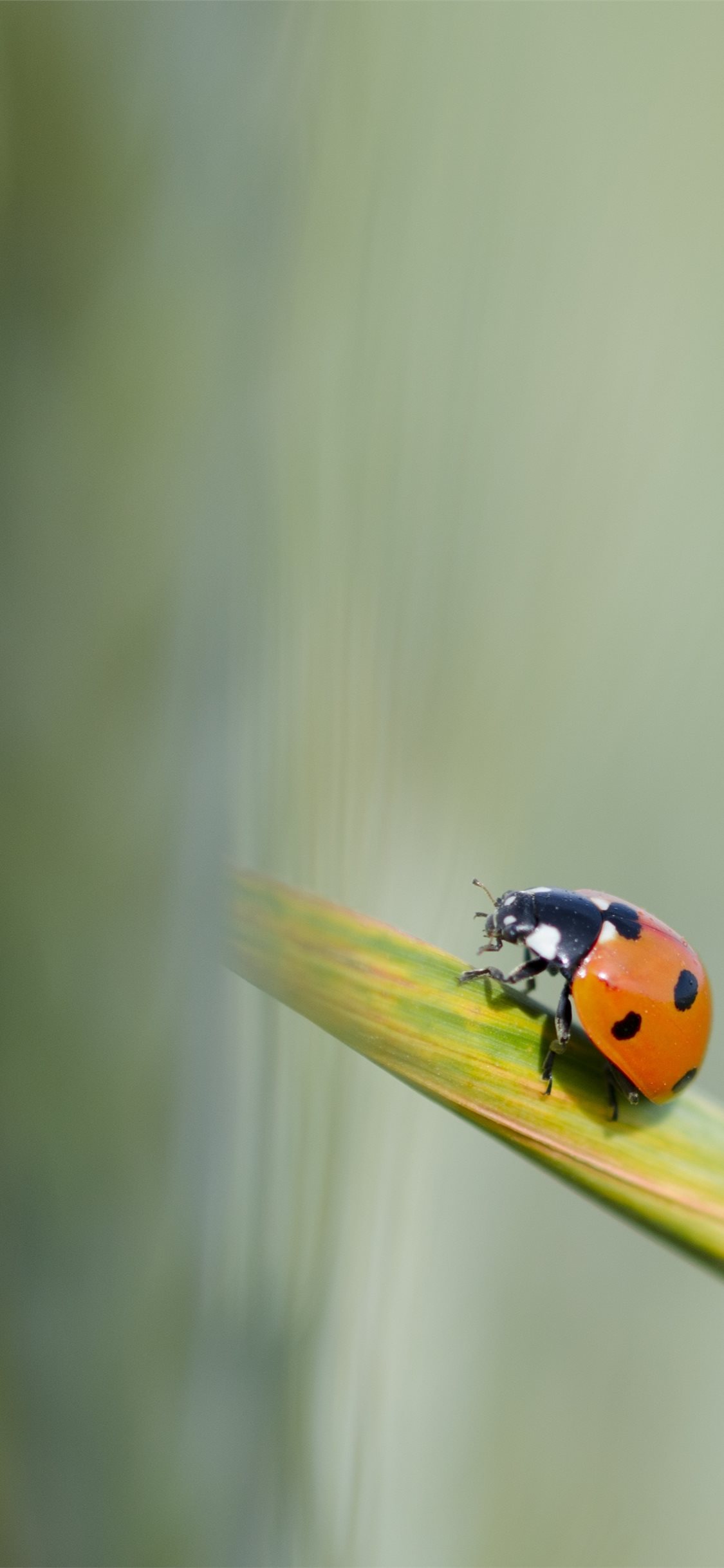 Ladybird Beetle Wallpapers