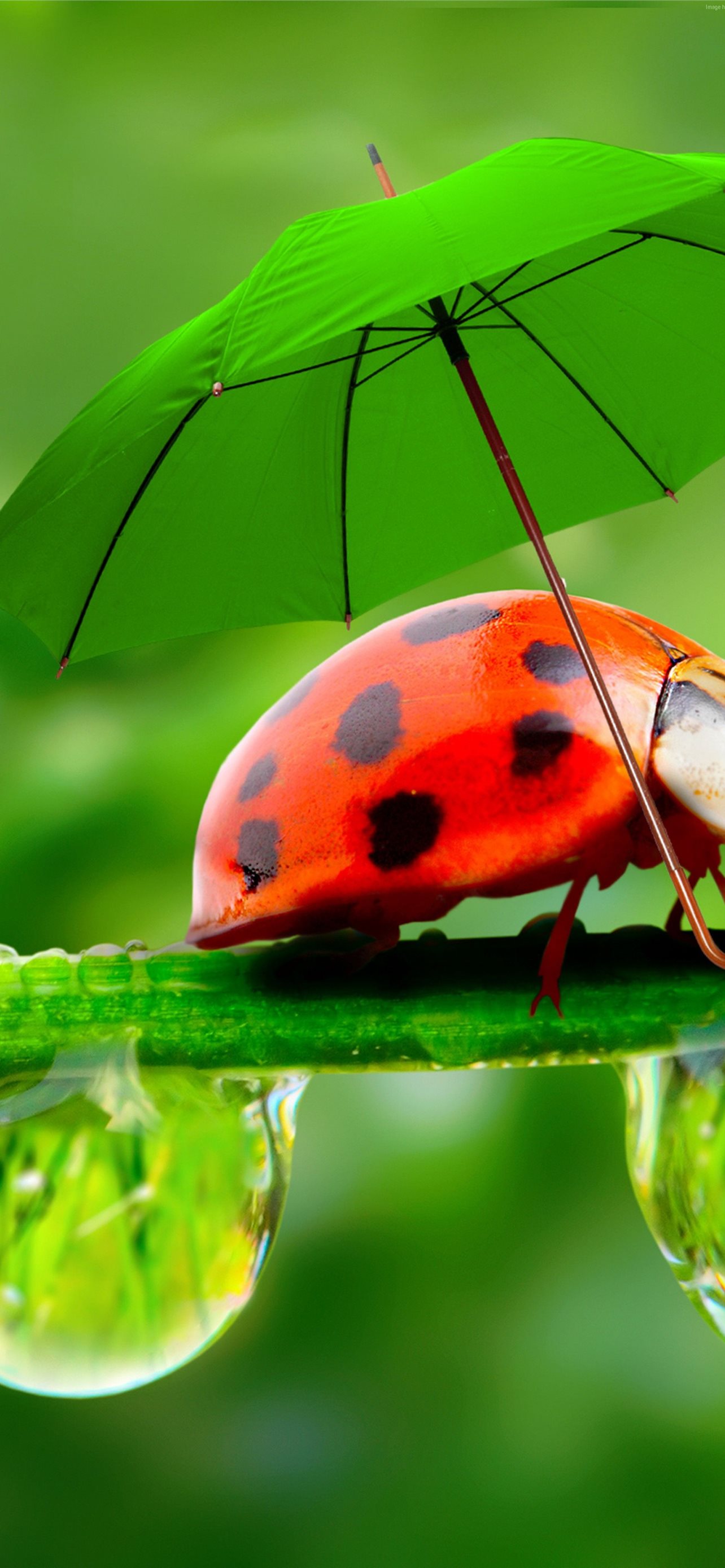 Ladybird Beetle Wallpapers