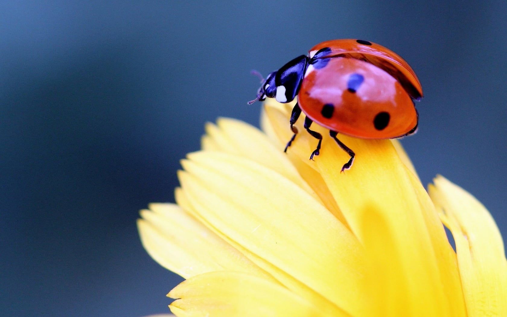 Ladybird Beetle Wallpapers