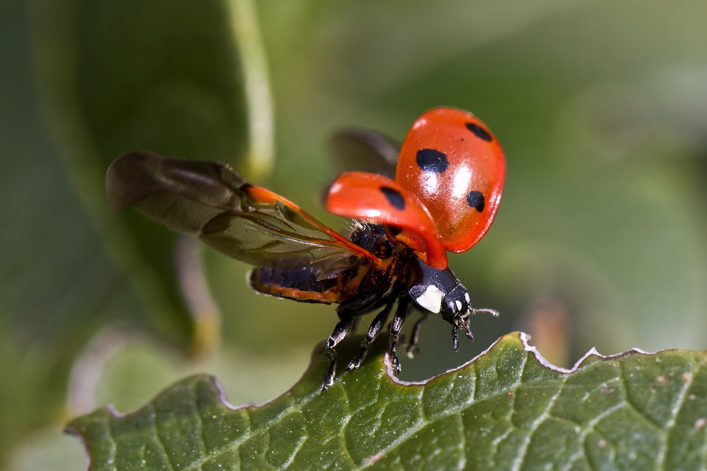 Ladybird Beetle Wallpapers