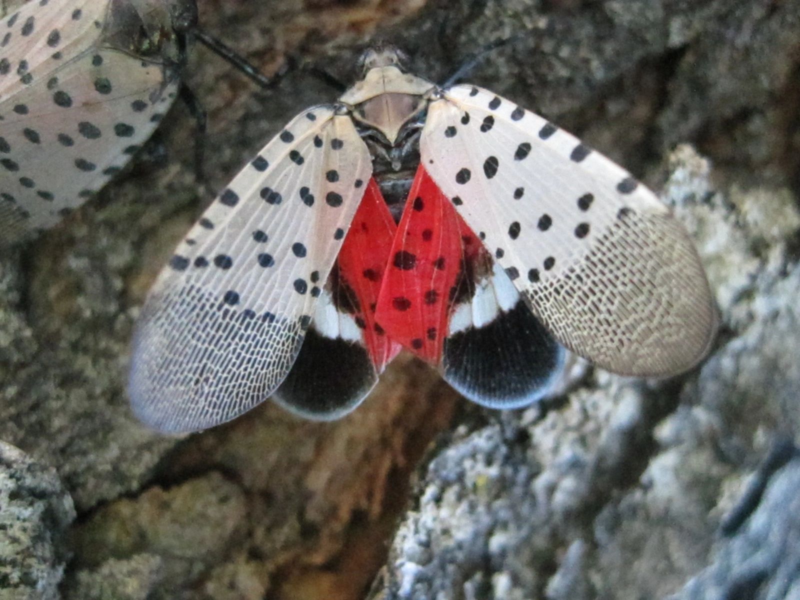 Lantern Fly Wallpapers