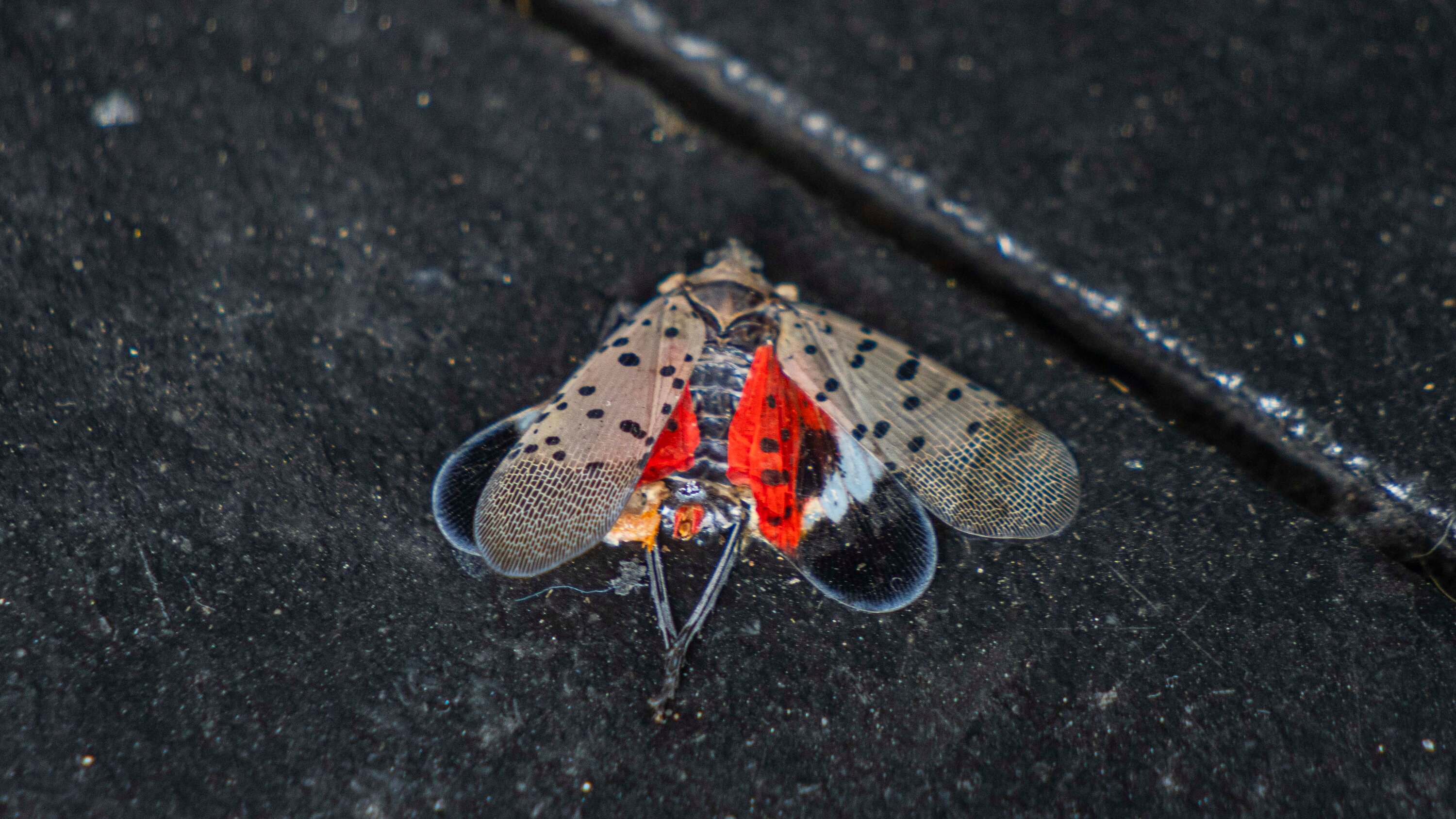 Lantern Fly Wallpapers