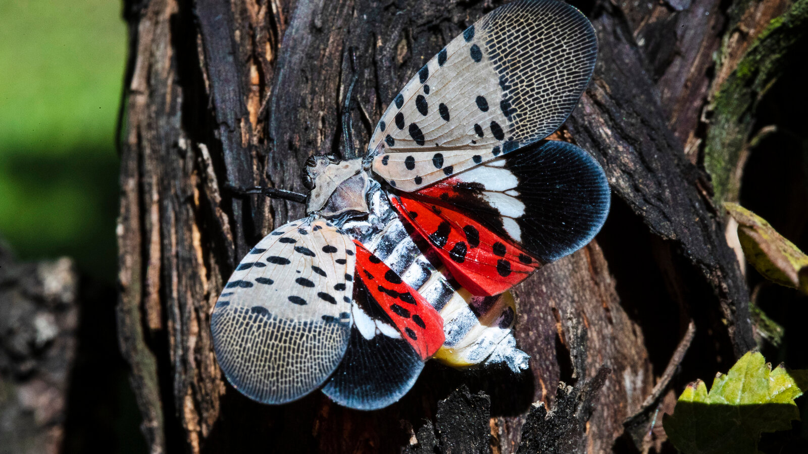 Lantern Fly Wallpapers