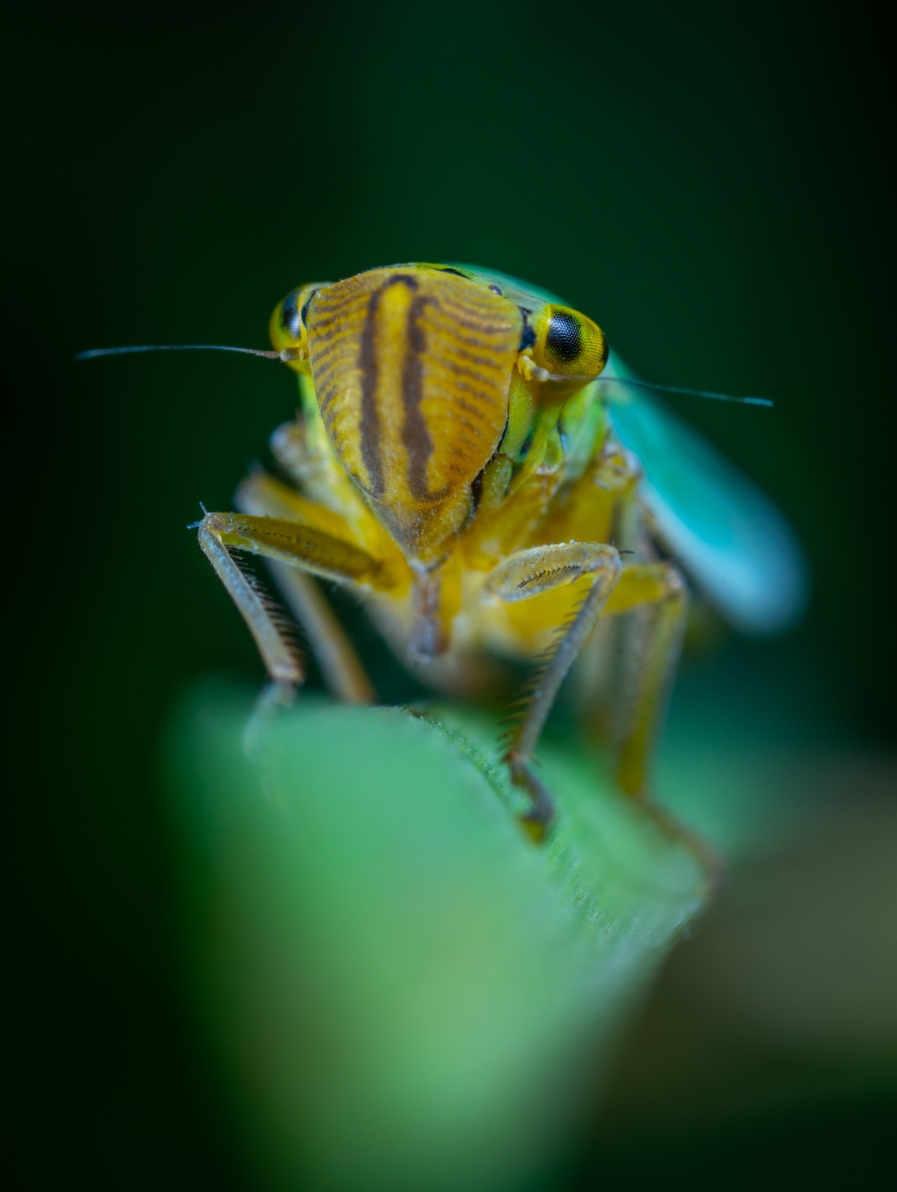 Leafhoppers Wallpapers