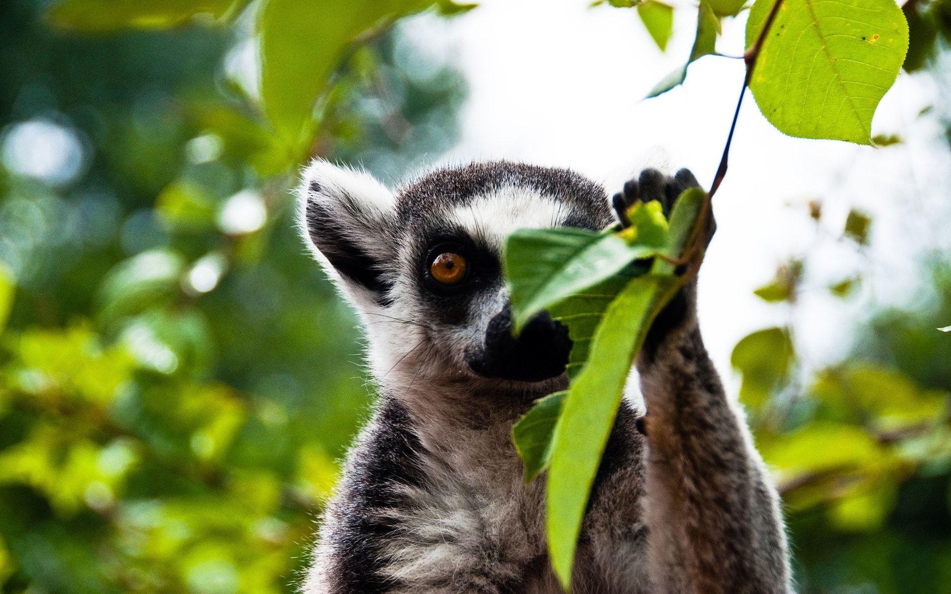 Lemur Wallpapers