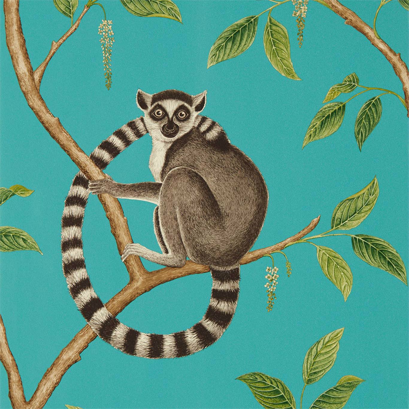 Lemur Wallpapers