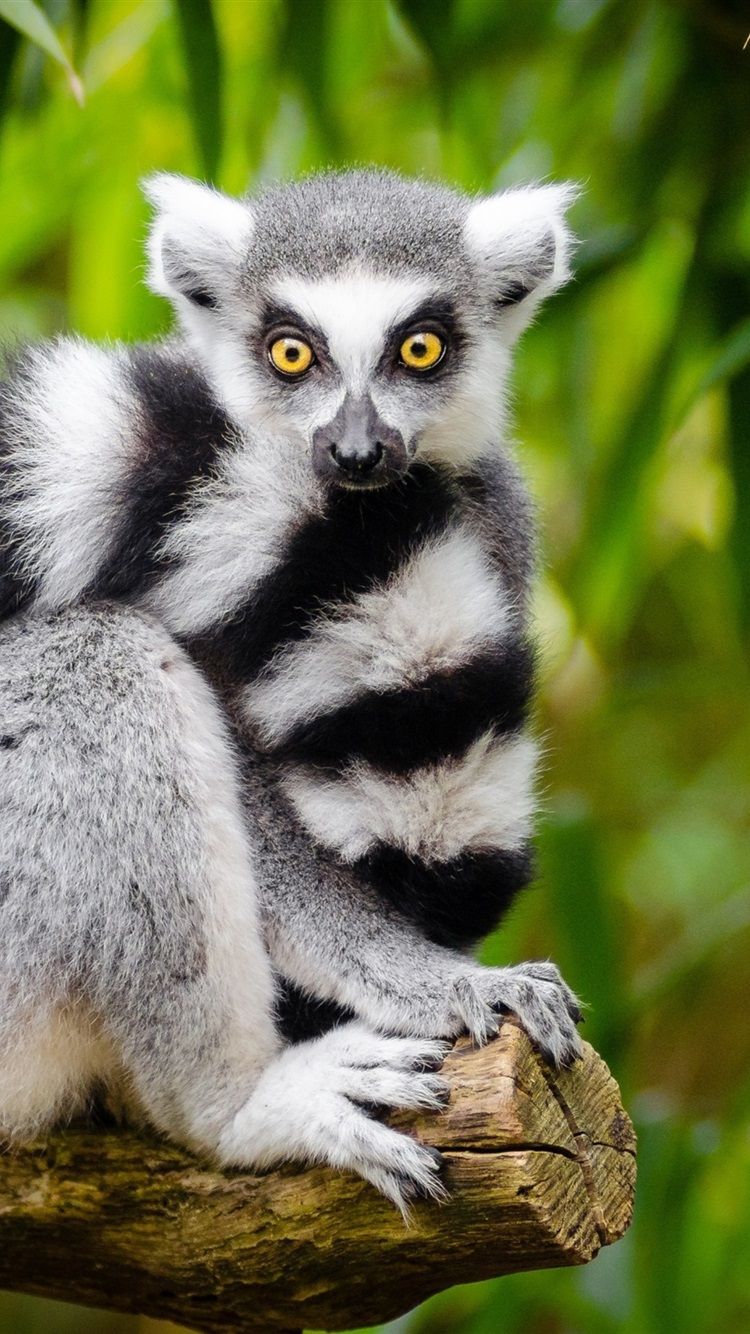 Lemur Wallpapers