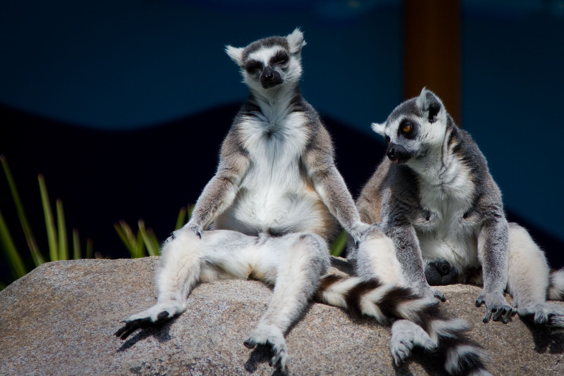 Lemur Wallpapers