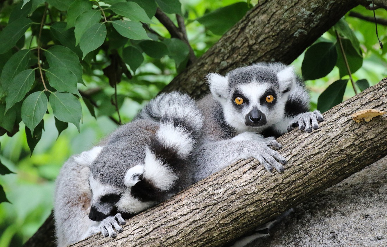 Lemur Wallpapers