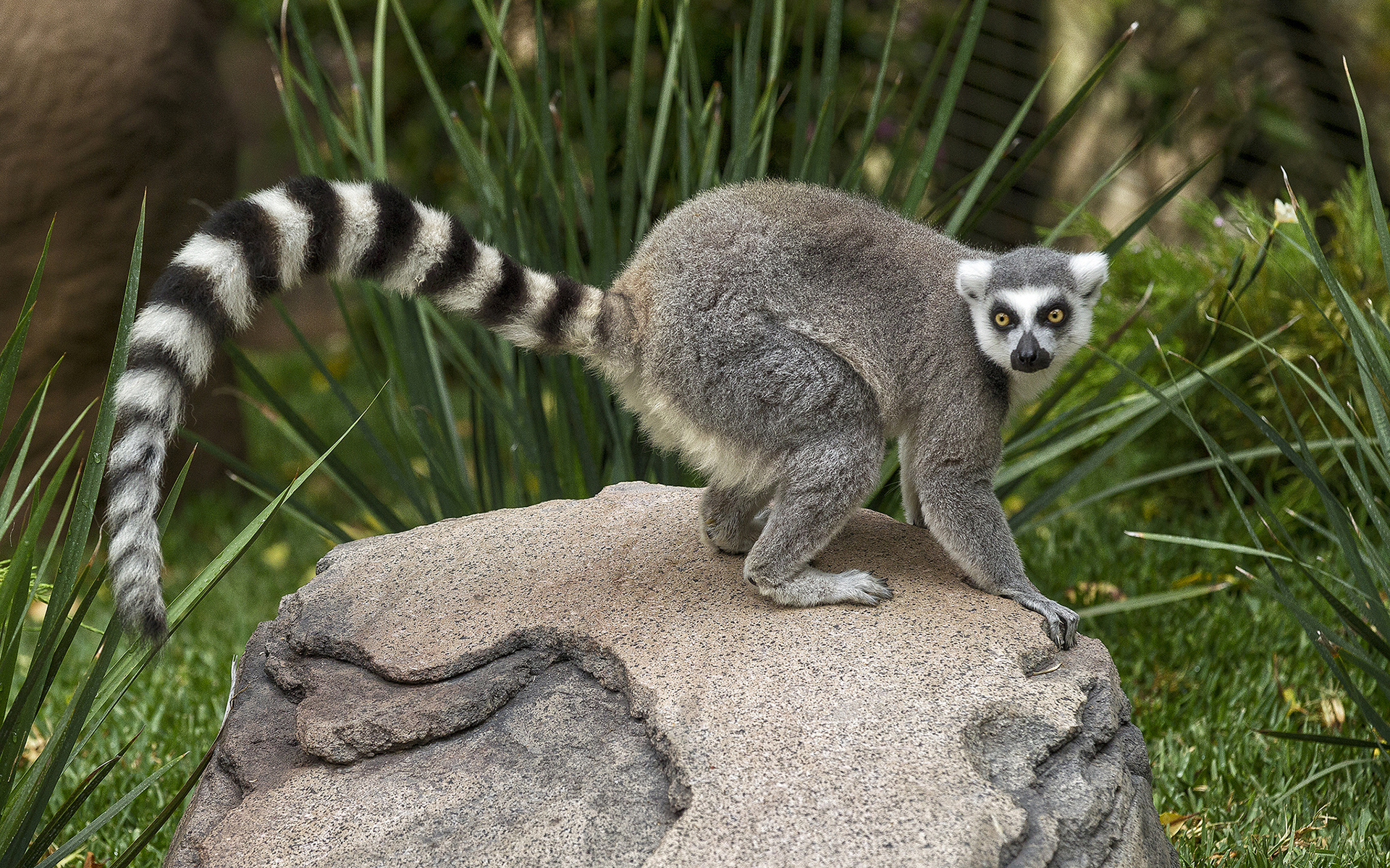 Lemur Wallpapers