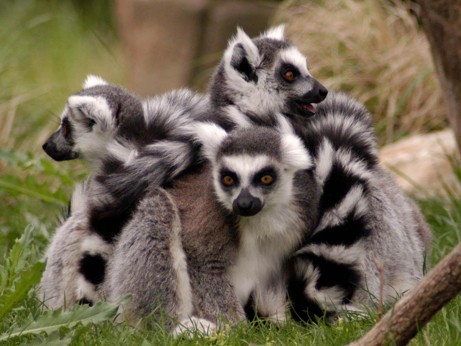 Lemur Wallpapers