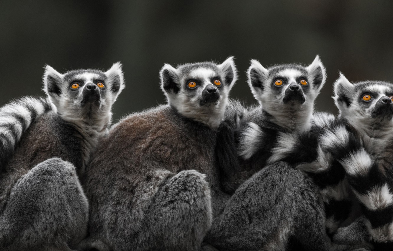 Lemurs Wallpapers