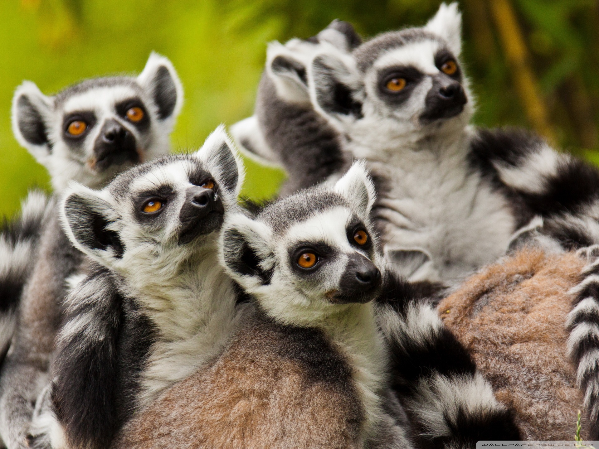 Lemurs Wallpapers