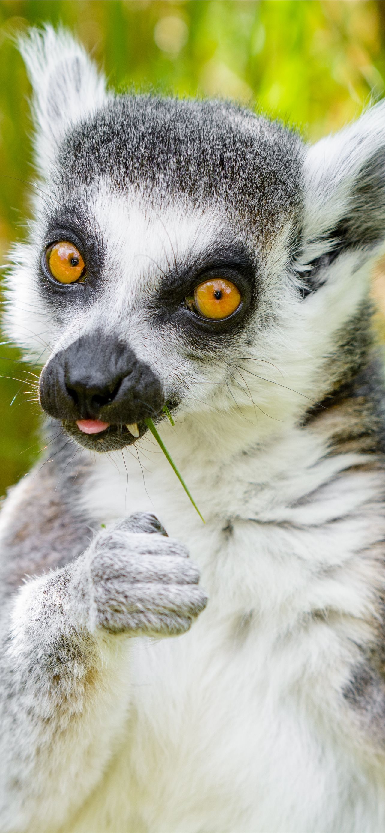 Lemurs Wallpapers