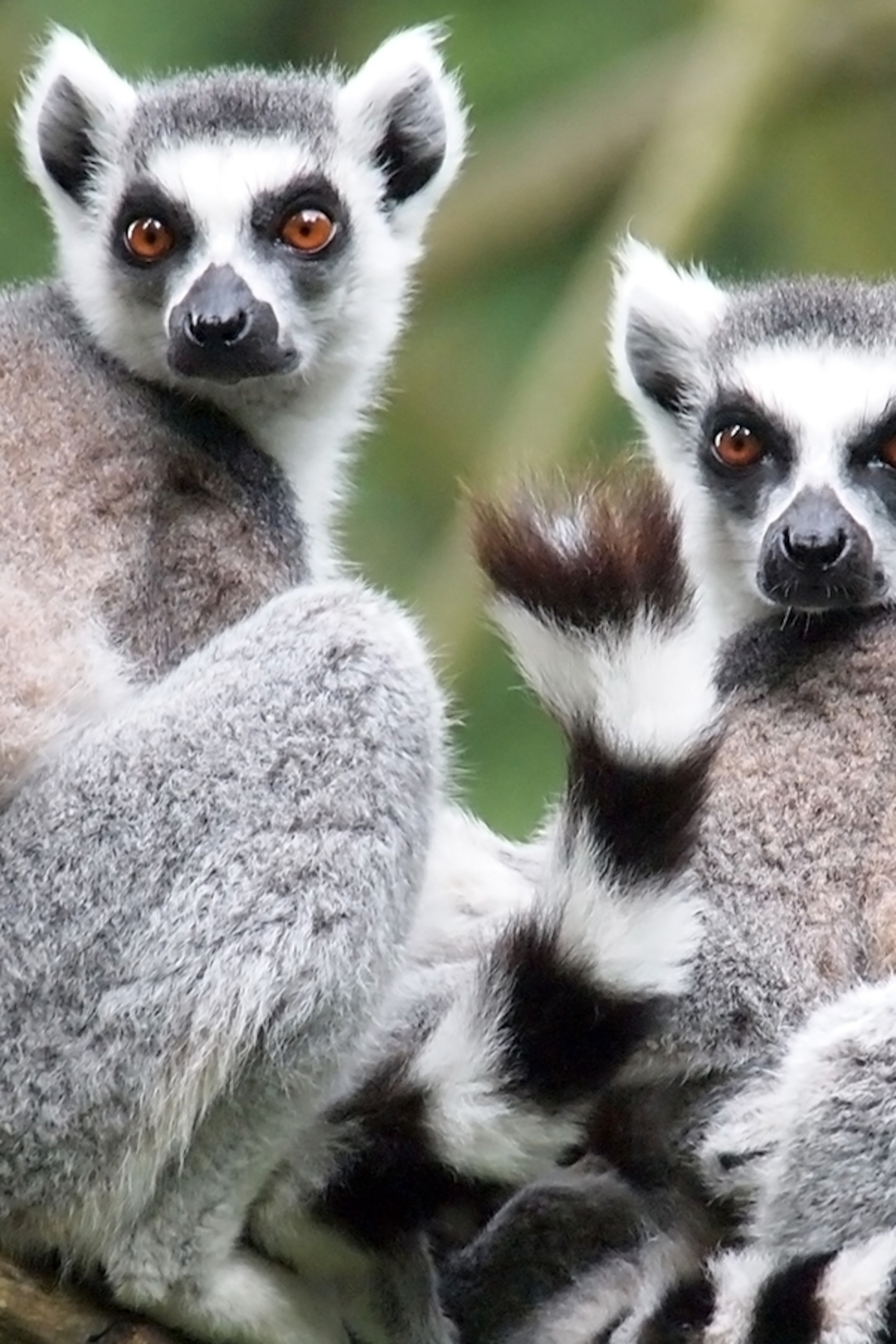 Lemurs Wallpapers