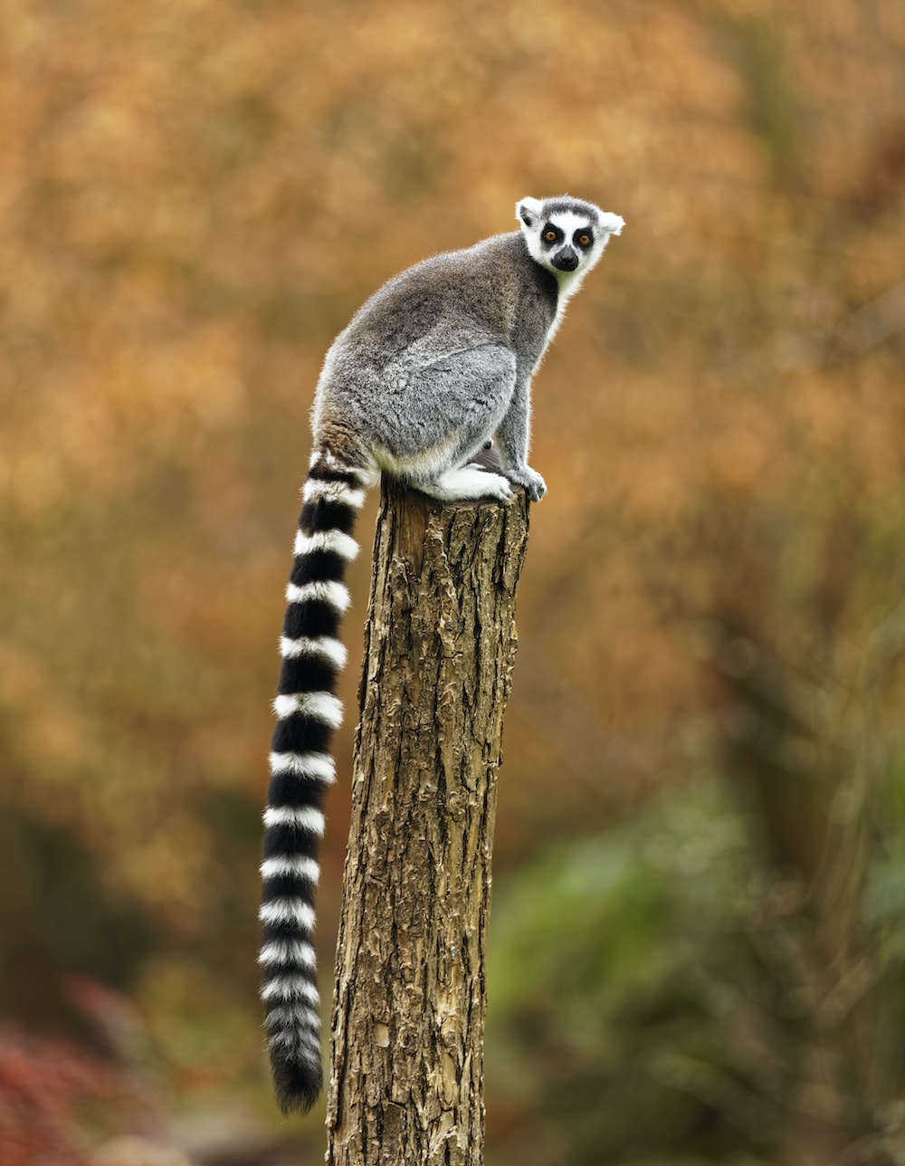 Lemurs Wallpapers