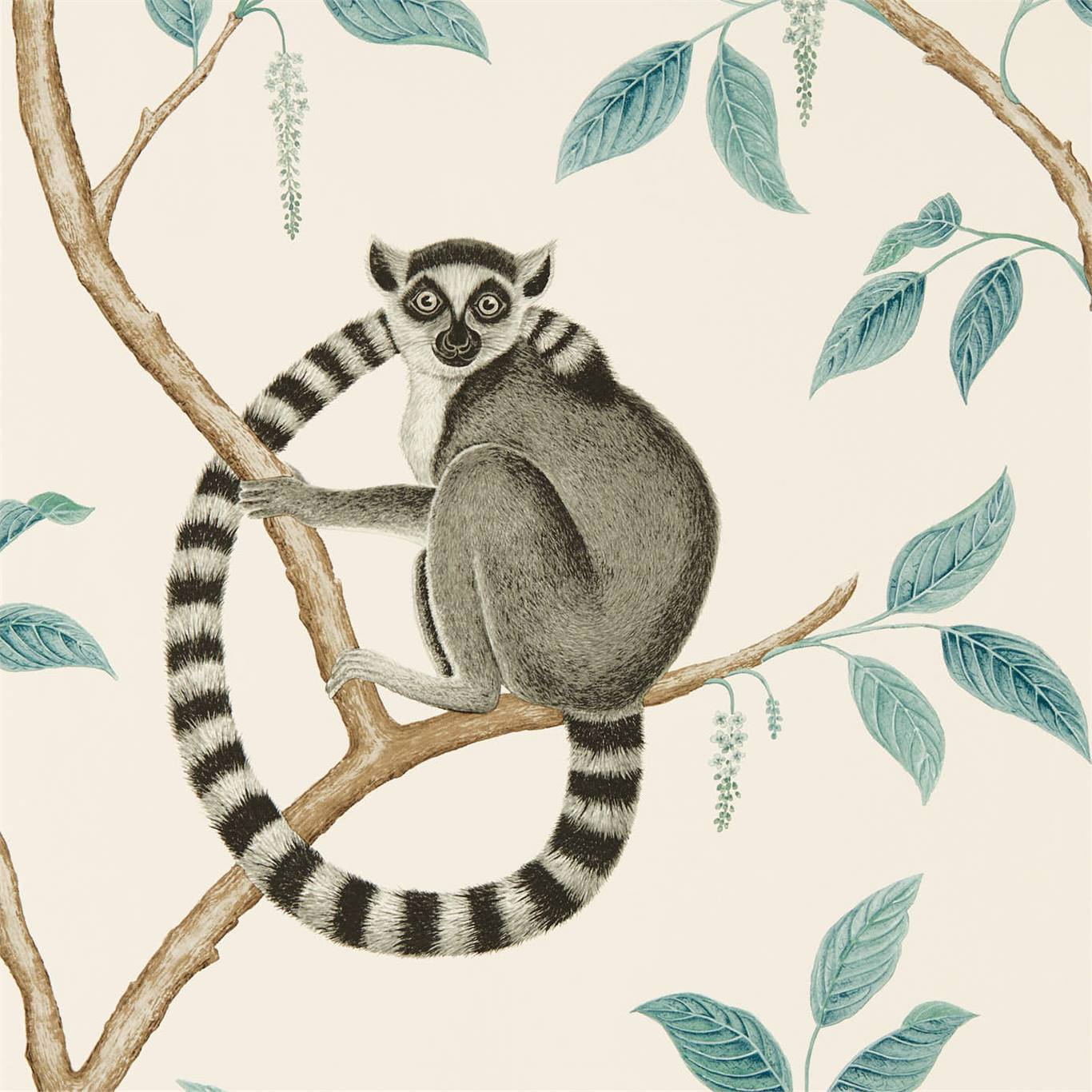 Lemurs Wallpapers