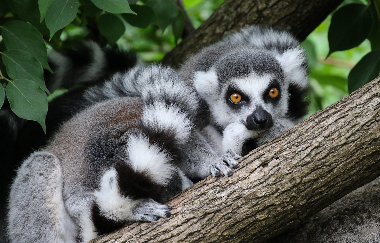 Lemurs Wallpapers