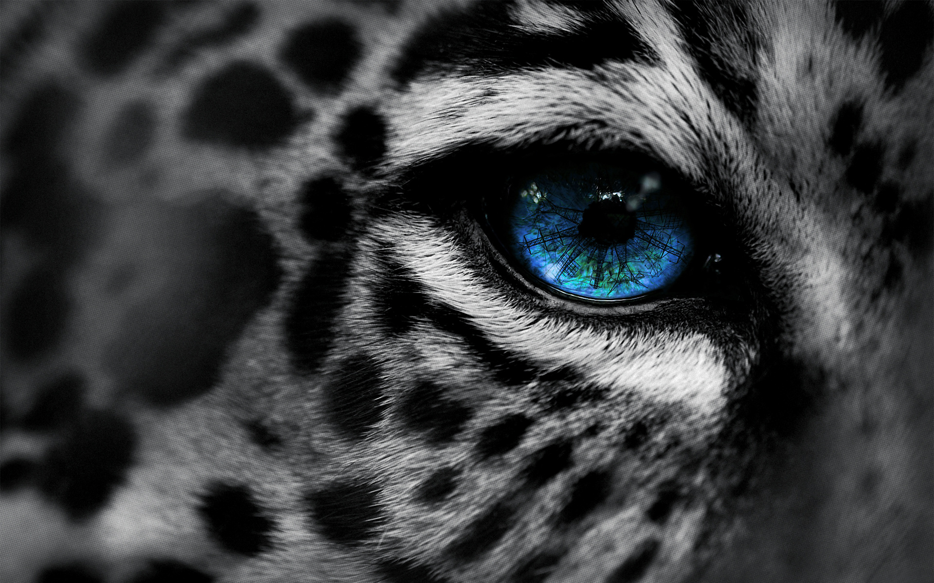 Leopard Wallpapers