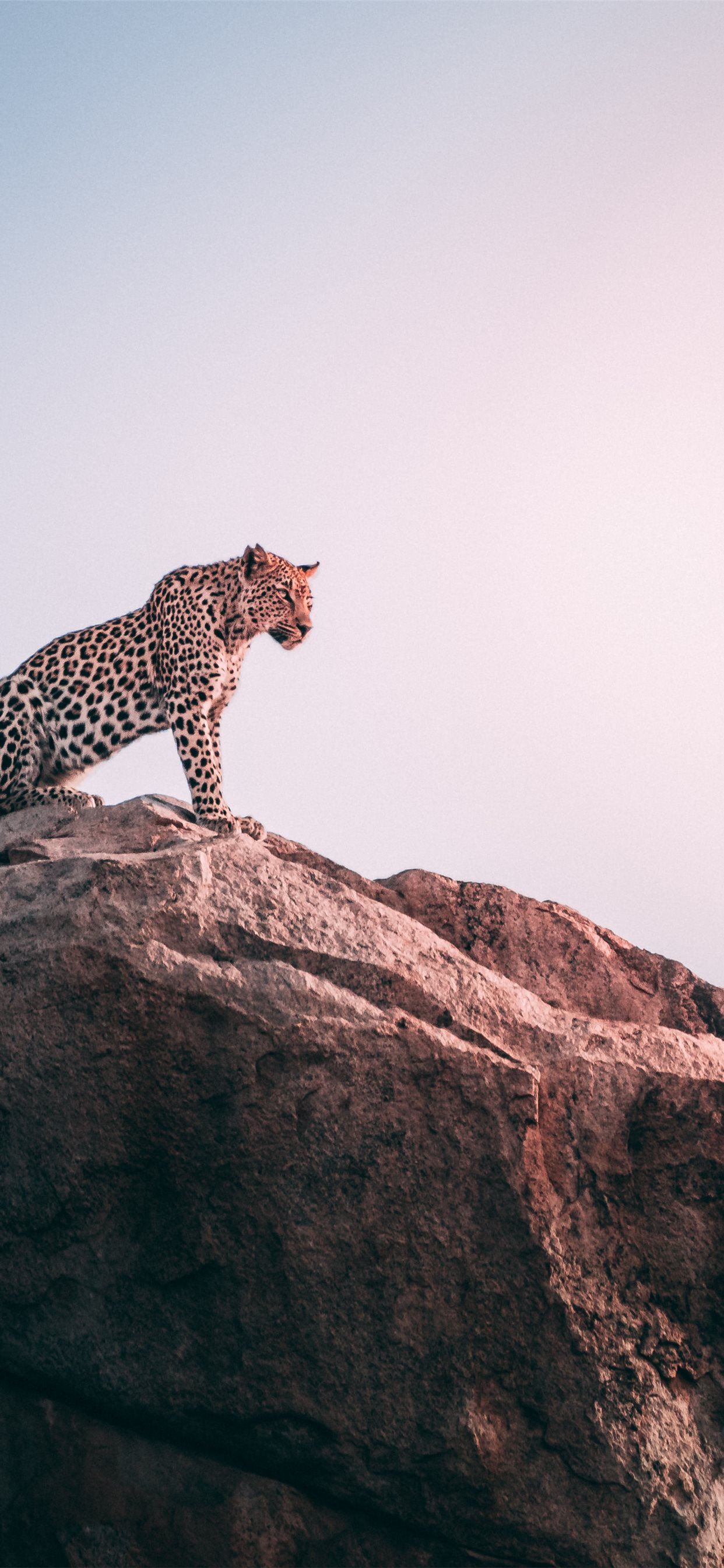 Leopard Wallpapers