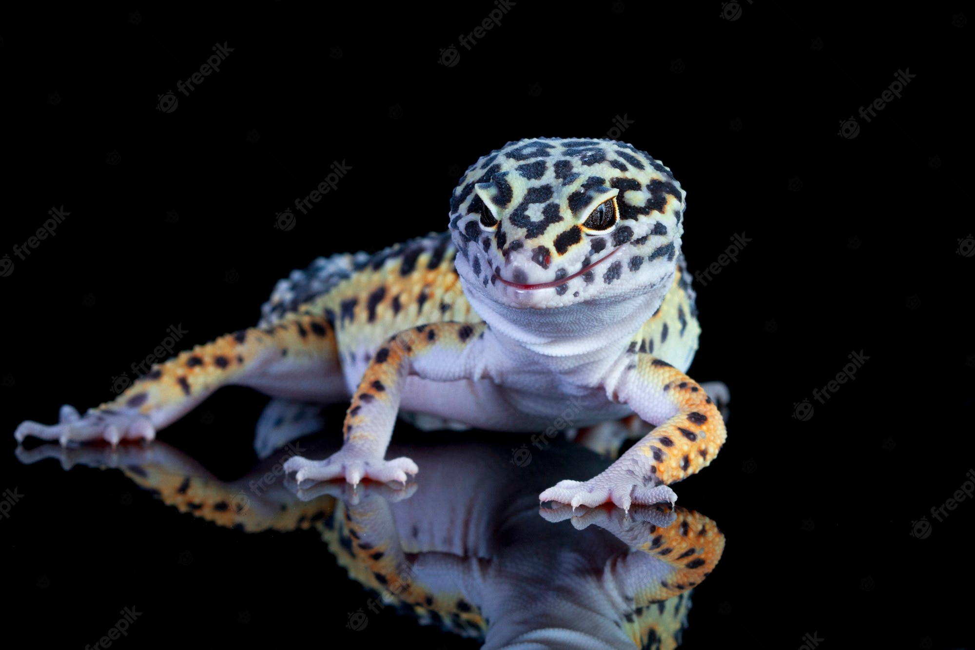 Leopard Lizards Wallpapers