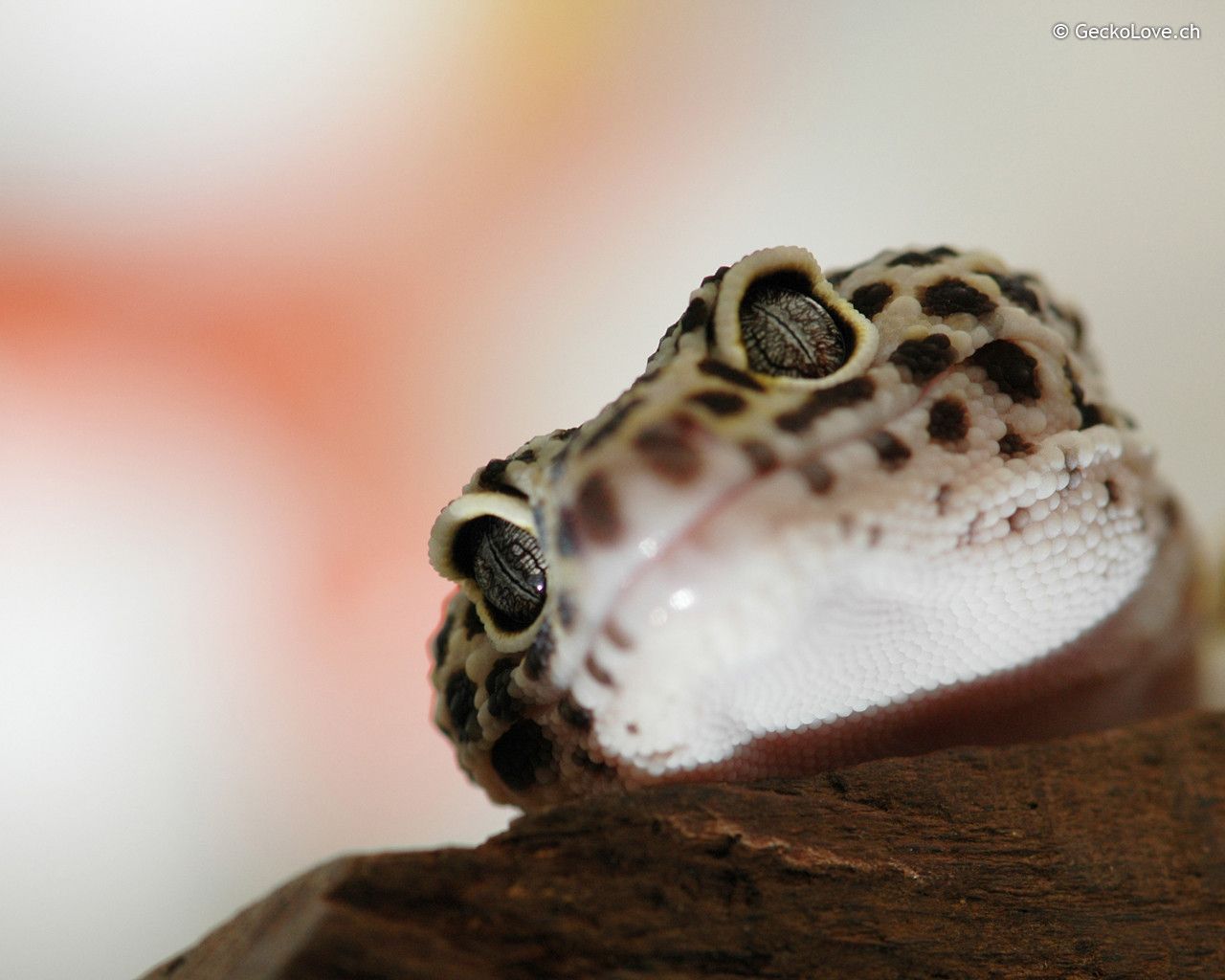 Leopard Lizards Wallpapers