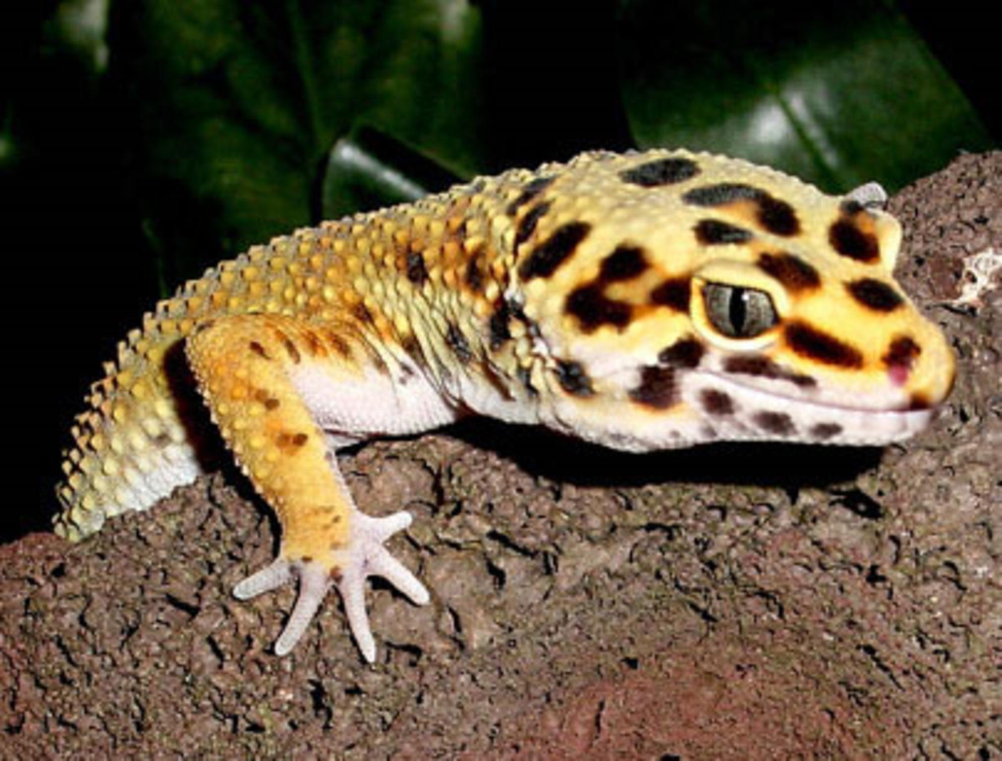 Leopard Lizards Wallpapers