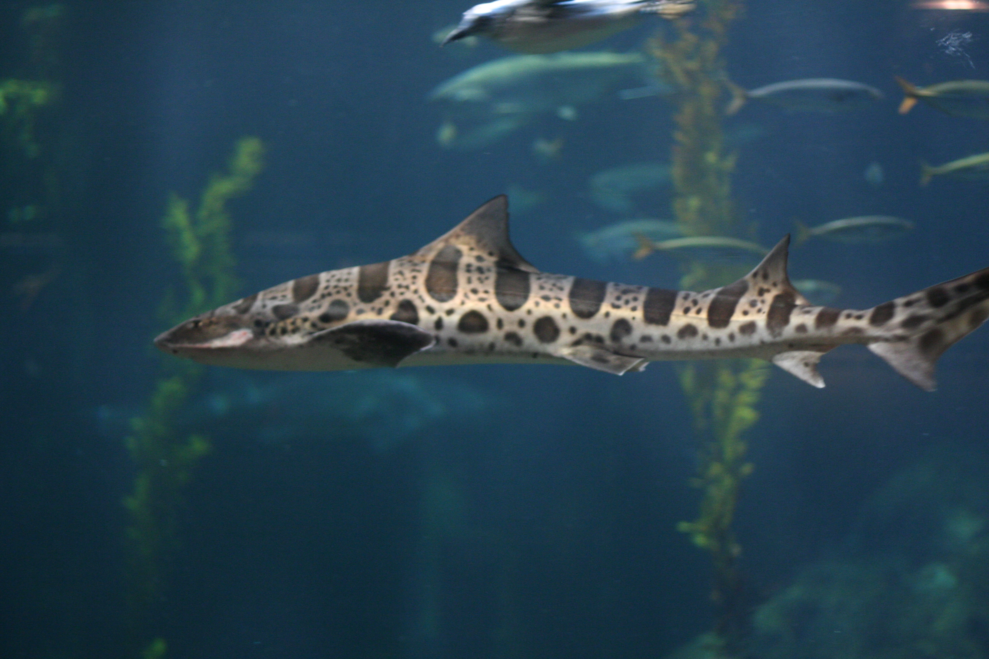 Leopard Shark Wallpapers