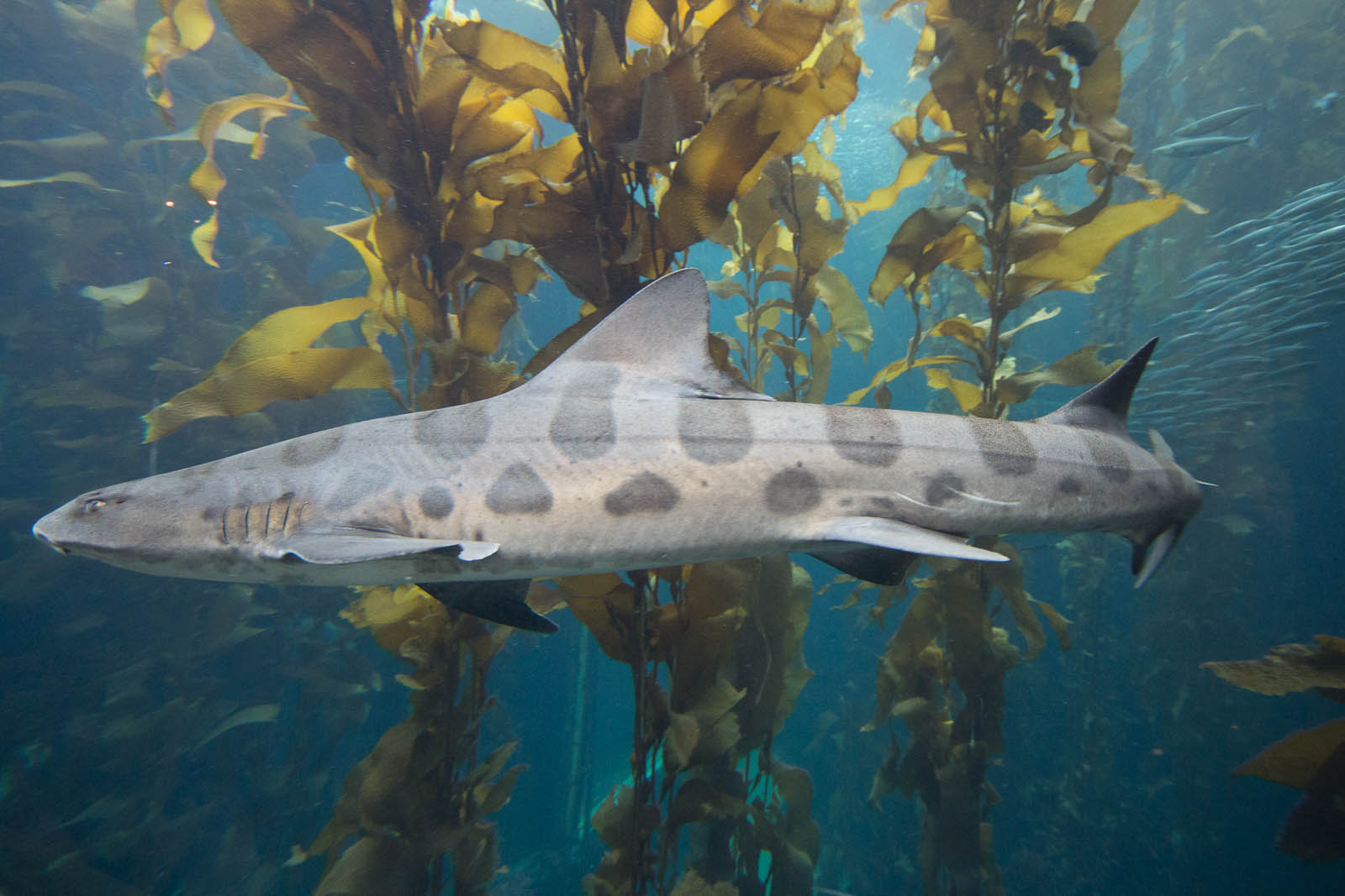 Leopard Shark Wallpapers