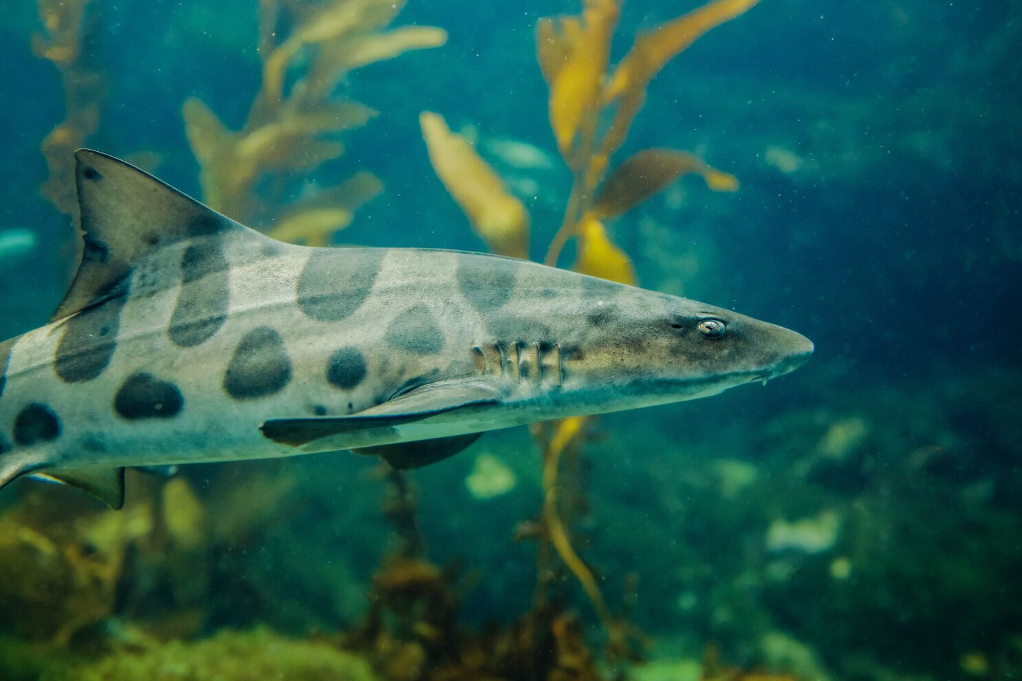 Leopard Shark Wallpapers