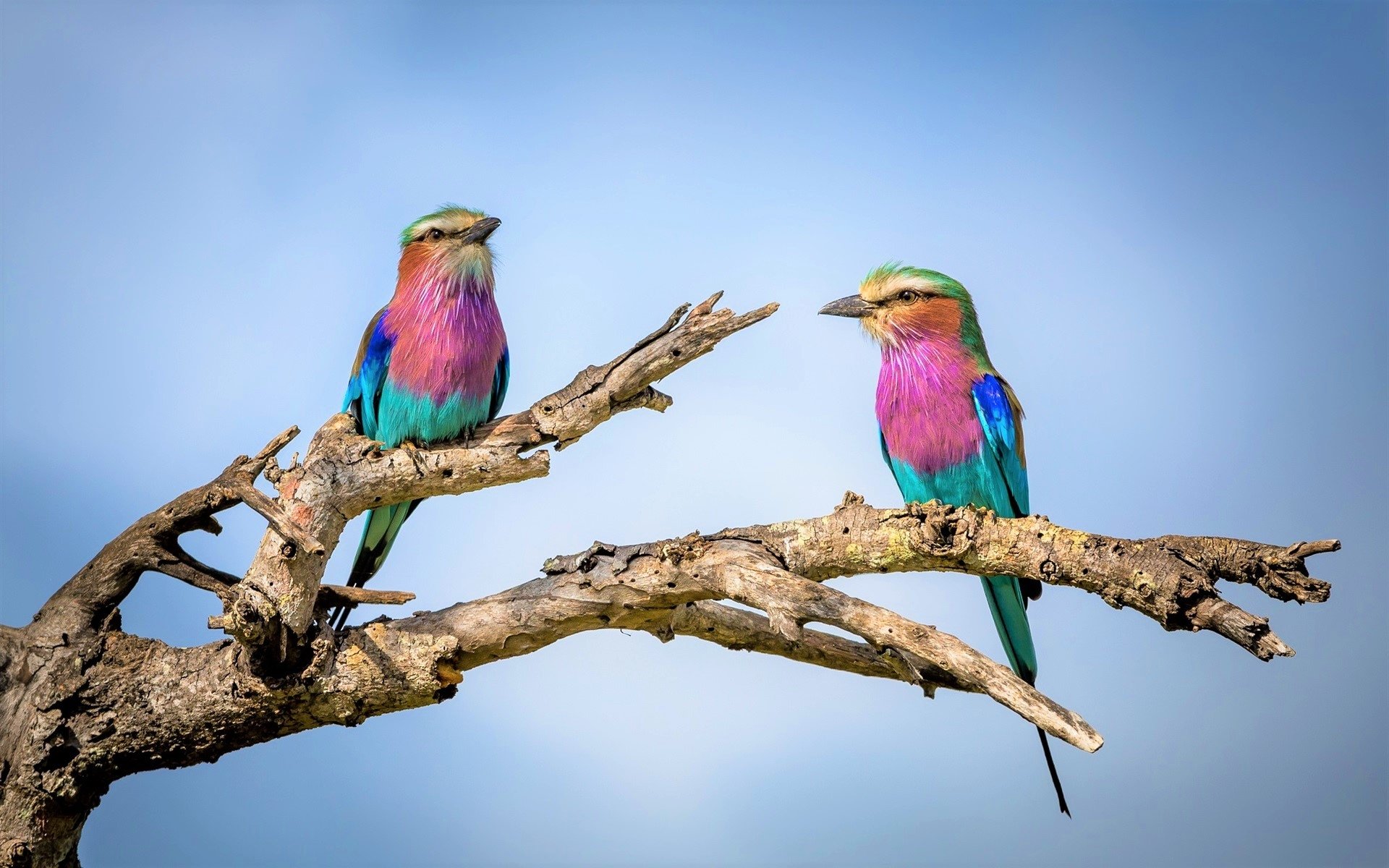 Lilac-Breasted Roller Wallpapers