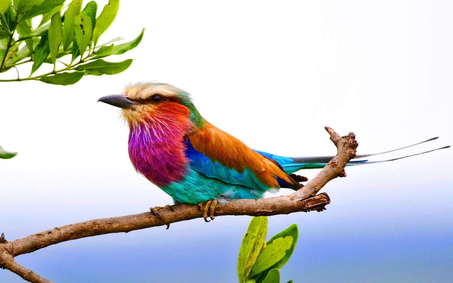 Lilac-Breasted Roller Wallpapers