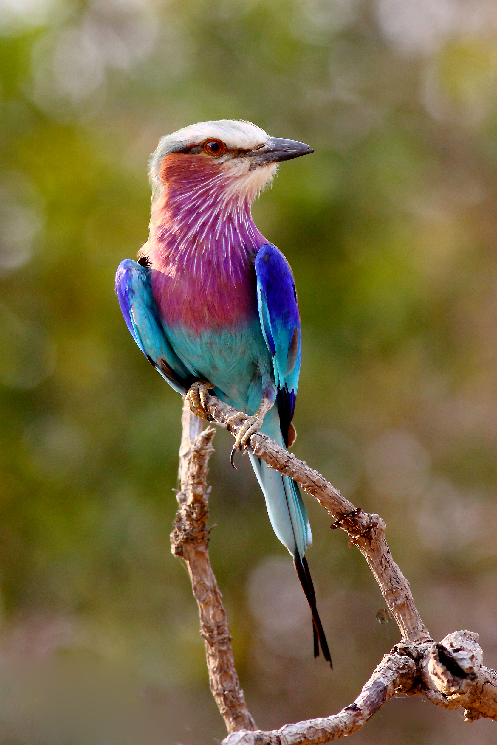 Lilac-Breasted Roller Wallpapers