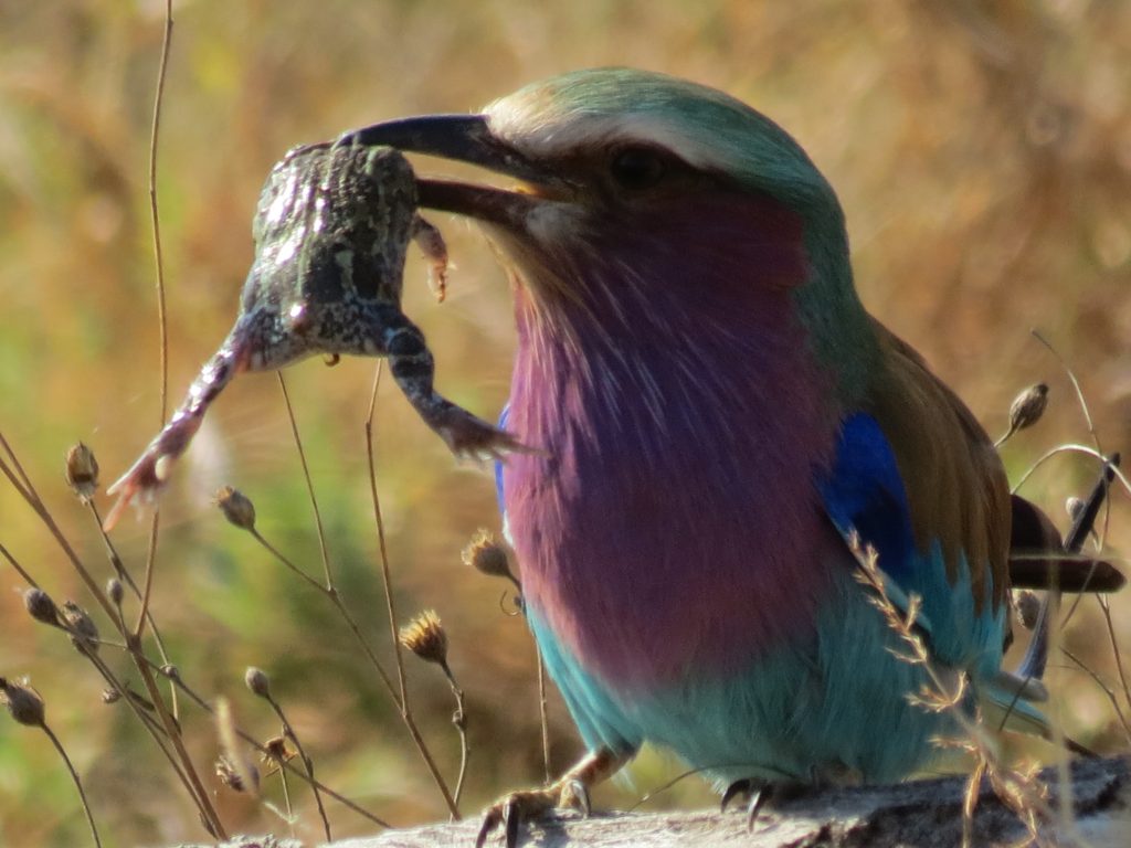 Lilac-Breasted Roller Wallpapers