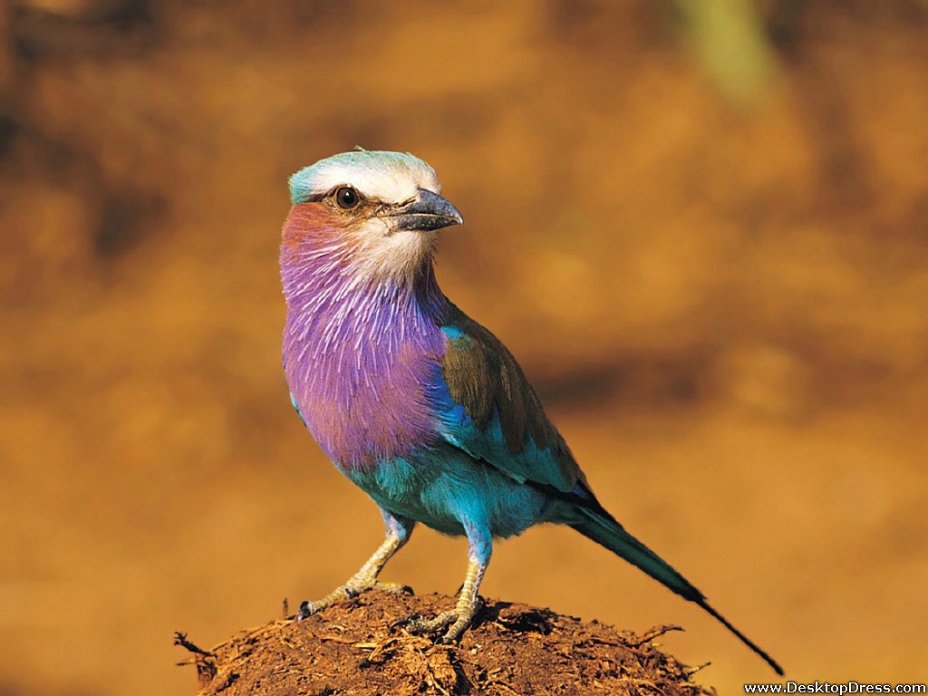 Lilac-Breasted Roller Wallpapers