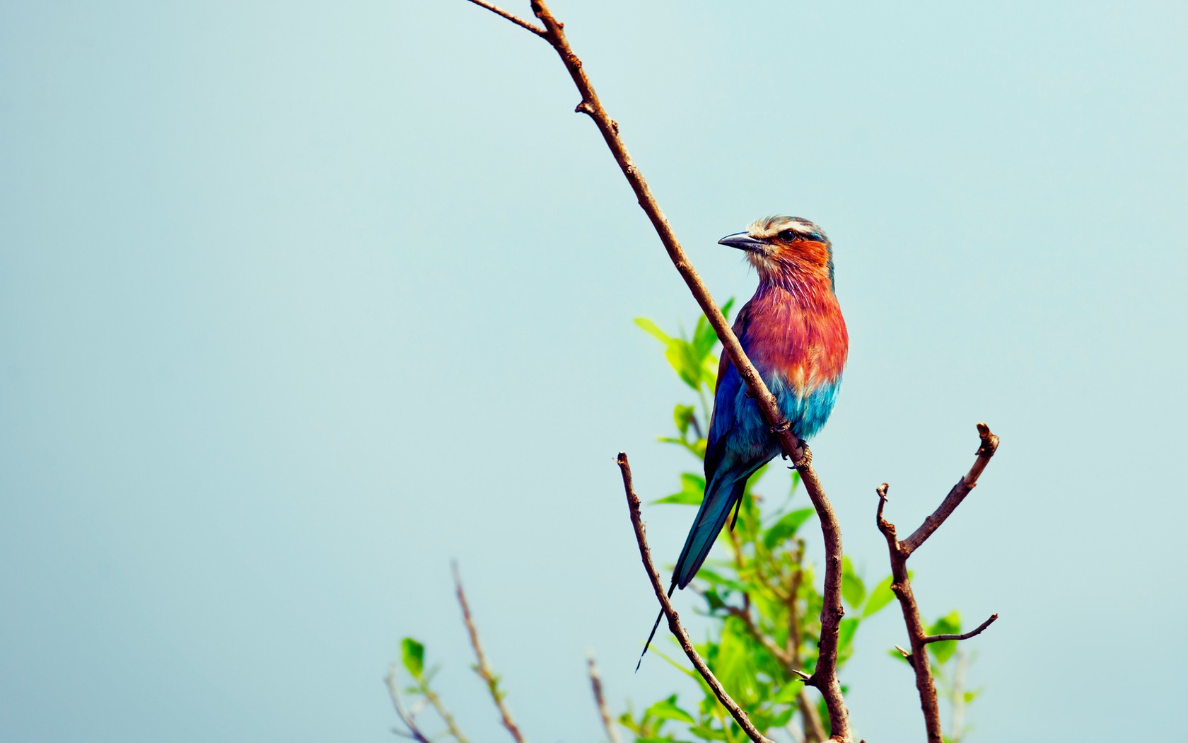 Lilac-Breasted Roller Wallpapers