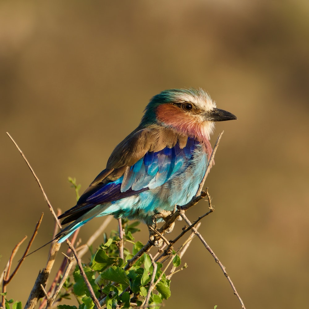 Lilac-Breasted Roller Wallpapers