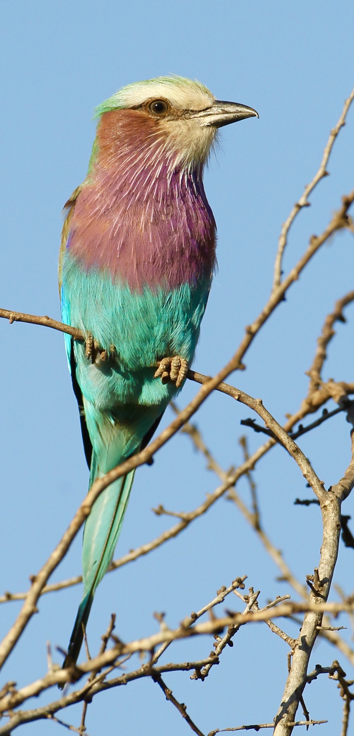 Lilac-Breasted Roller Wallpapers
